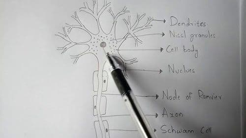 Neuron Structure & Function