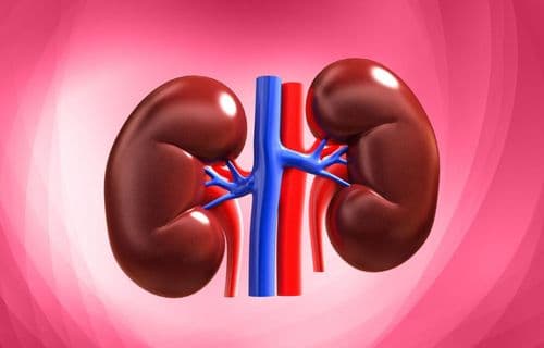 The Kidneys